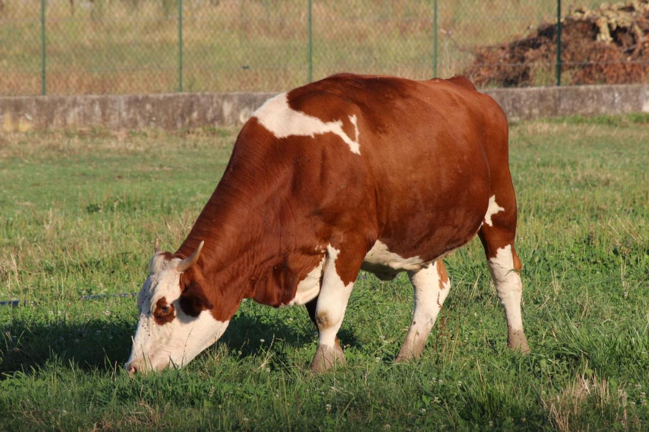 Ca Del Ponte Agroturismo